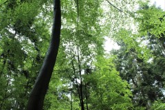 IMG_1194-2