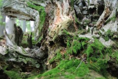 IMG_3581a