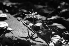 IMG_3750-cb